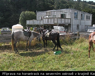 Příprava na horsetrack na severním ostrově v krajině Kauri Coast